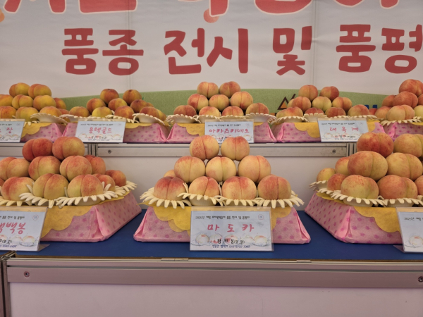 1위 품종 마도카