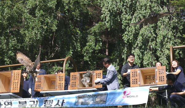 올빼미와 수리부엉이 자연 방사 모습