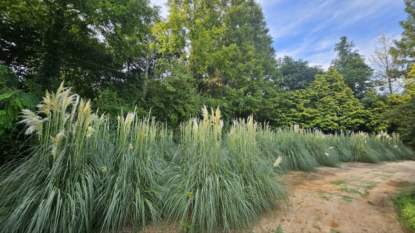 청산수목원에 팜파스그라스 모습