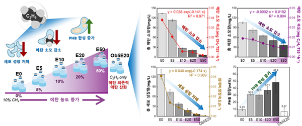 에탄 농도 증가에 따른 편성 메탄산화균의 메탄 및 에탄 소모 감소, 세포성장 저해, PHB 합성 증가