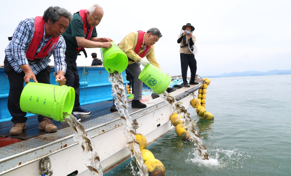 8일 천수만 인근 해역에서 진행된 조피볼락 긴급 방류 모습.