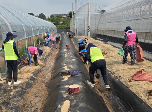 충남세종농협과 여성농업인조직이 합동으로 수해복구작업 지행 모습