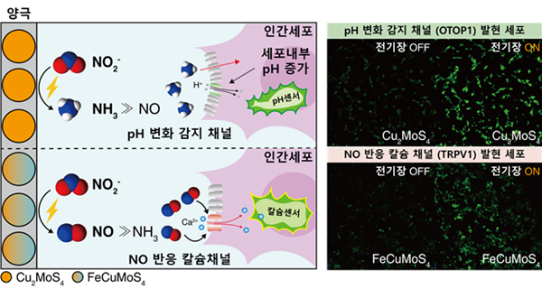 전기 신호로 원하는 신호물질을 합성하는 바이오전기합성 플랫폼 모식도와 정밀제어 결과