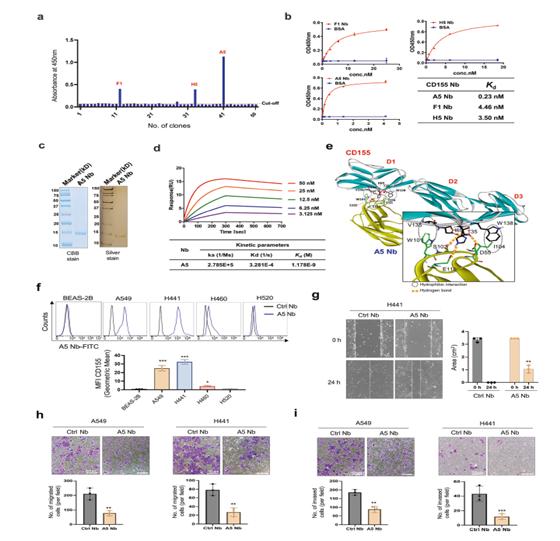 CD155 특이적 나노바디의 스크리닝 및 특성 분석