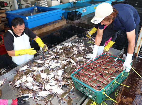 21일 안면읍 백사장항 위판장의 꽃게 모습.