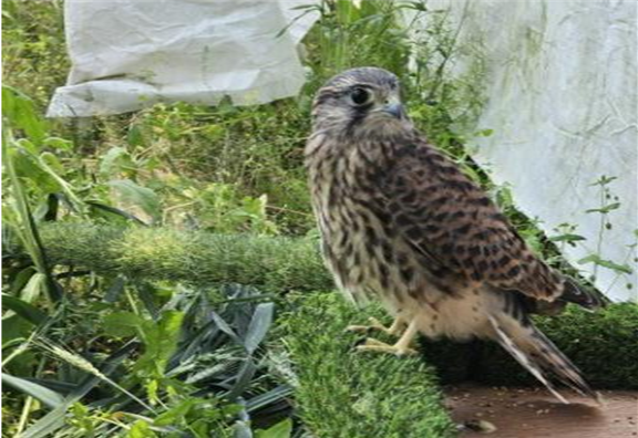 치료중인 황조롱이