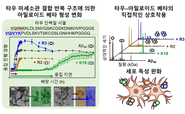 그림 1. 타우 미세소관 결합 영역과 상호작용에 의한 아밀로이드 베타의 병리학적 특성 변화