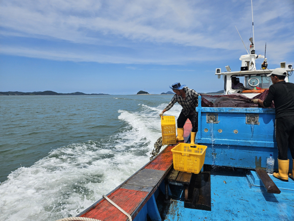 26일, 팔봉면 고파도리 해역에서 진행된 양식어류 긴급 방류 모습