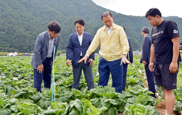강원도 정선군 준고랭지 여름배추 시범재배지 현장점검