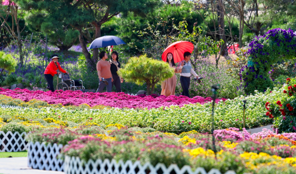 가을꽃박람회 모습(2023. 10. 안면읍).