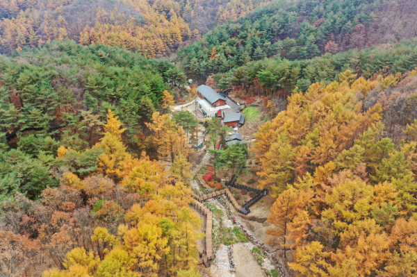 황금처럼 노랗게 물든 낙엽송 숲에 자리한 국립양평치유의숲 전경.