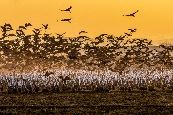 2025 천수만 야생조류 사진 전국 공모전에서 금상을 수상한 김대형 씨의 ‘천수만 흑두루미’