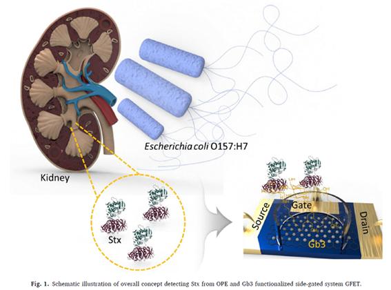 초민감 그래핀 FET 기반 용혈성요독증후군 HUS 조기진단 개념도
