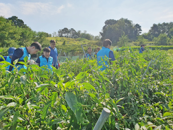 대전도시공사 환경에너지사업소 직원들이 농가 봉사활동을 하고 있다.