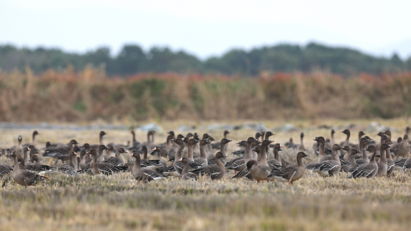 지난 2024년 11월 볏짚을 존치한 논에서 휴식 중인 기러기 모습