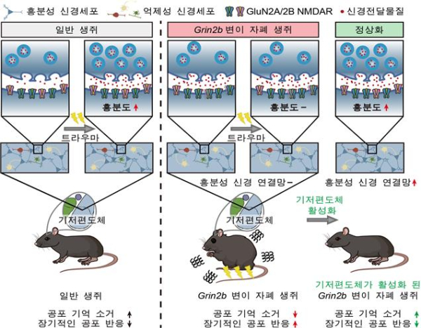 기저편도체 흥분성 신경세포의 활성에 의해 조절되는 공포 기억의 소거 및 장기 공포 반응