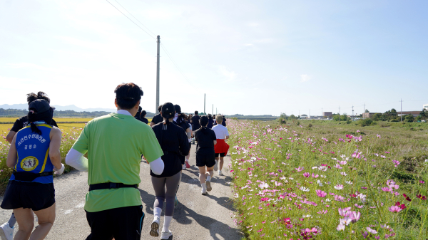 지난해 9월 29일 개최된 코스모스 황금들녘 마라톤대회 개최 모습