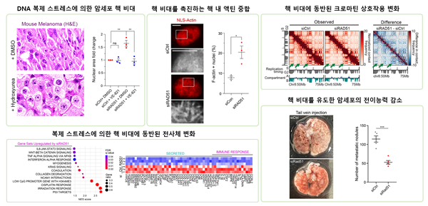 암세포 핵 비대현상이 유도되는 기전과 세포 생리에 미치는 영향