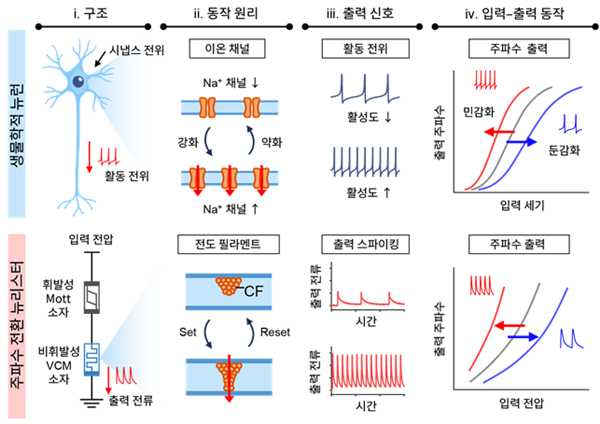 뉴런과 주파수 전환 뉴리스터의 비교 개념도