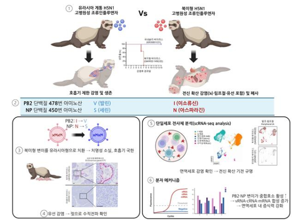 북미형 H5N1 고병원성 조류인플루엔자 바이러스의 포유류 적응성과 전신 확산 기전 규명