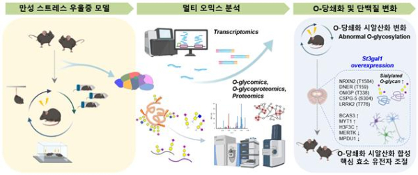 우울증 모델에서 뇌 O-당쇄화 변화를 규명하기 위한 연구 전략