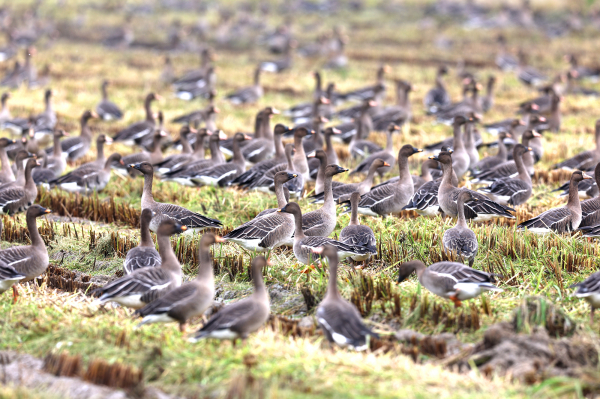 지난 12일 서산 천수만 일원에서 관찰된 겨울 철새 모습