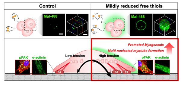 세포 표면 황화기 조절을 통해 근육세포의 세포 부착력과 세포내부 인장력이 강화되어 다핵성 근관 형성과 근육 분화가 촉진되는 모식도