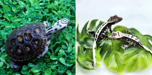 테라핀 거북이와 도마뱀(크레스티드 게코) (사진=렙타운 제공)