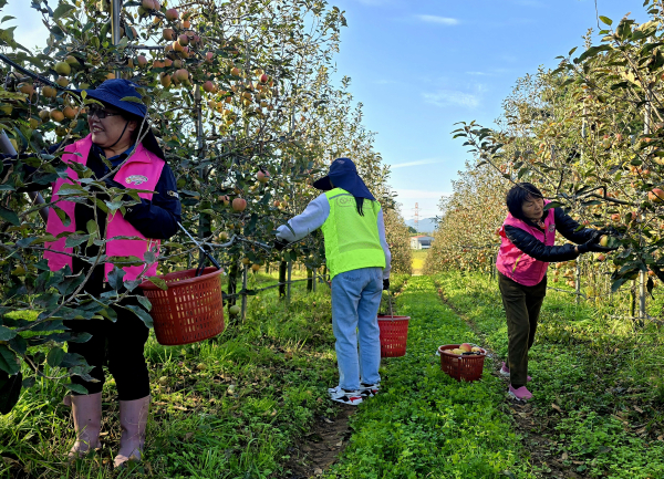 봉사자들이 사과따기 작업을 하고 있다.