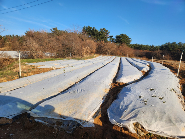 동해 피해 예방을 위해 부직포를 덮은 마늘밭 모습