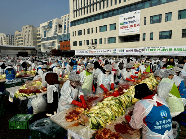 봉사자들이 직접 김장김치를 버무리고 있다.