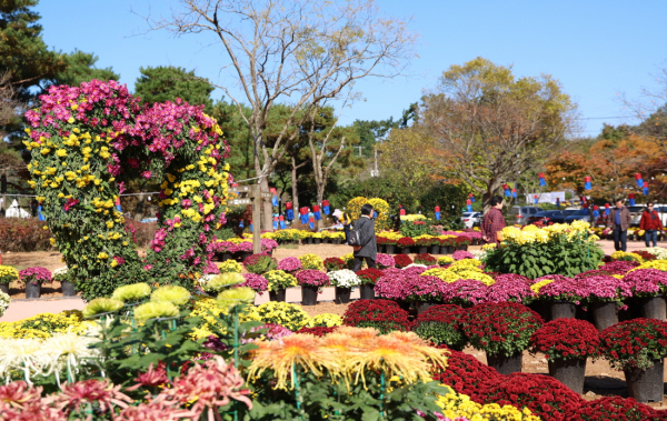 태안 국화축제 현장