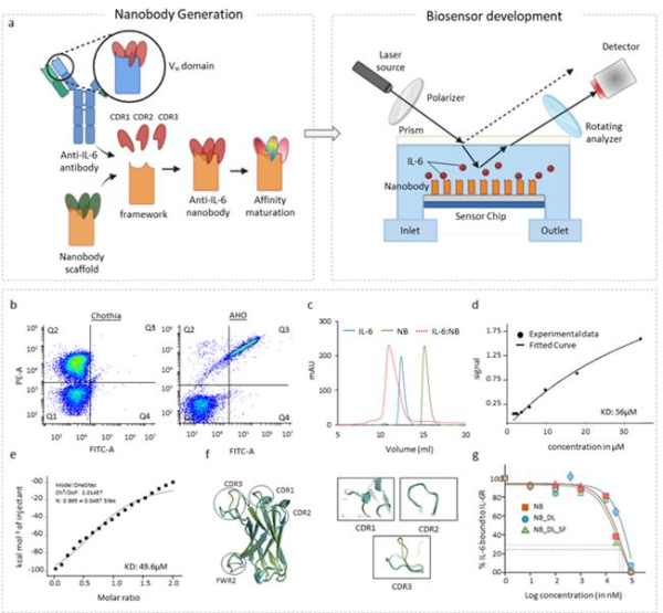 IL-6 결합 나노바디의 설계 및 기능 검증