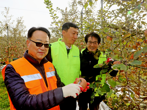 (왼쪽부터) 박영환관리이사, 정해웅본부장, 윤관호조합장이 사과수확 작업을 하고 있다.