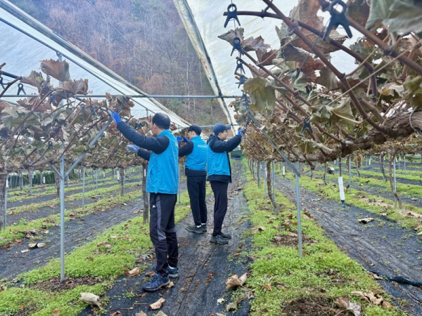 21일, 대전 동구 삼괴동 포도 재배 농가를 방문하여 일손돕기 모습