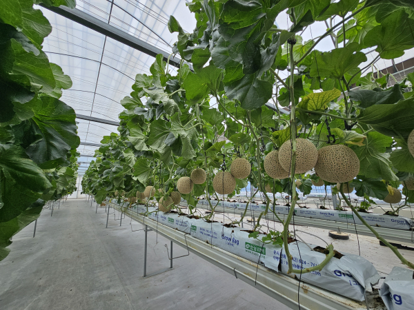청양군농업기술센터 테스트베드 온실에서 실증 중인 멜론 수경재배 사진