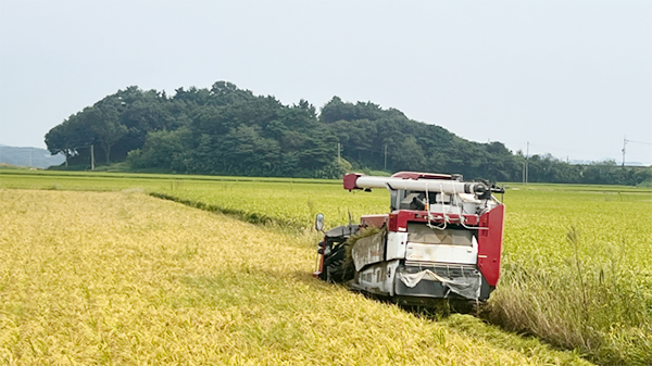 올해 9월 대산읍 일원에서 농가가 추수하는 모습