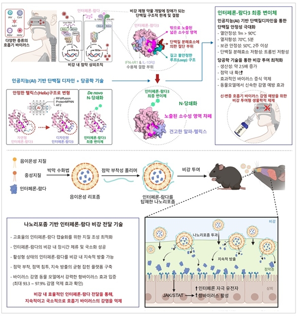 비강 투여용 인터페론-람다3 변이체 및 나노리포좀 기반 수송체 개발 연구 요약