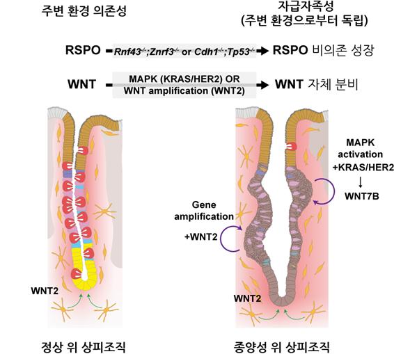 정상 위 조직과 종양성 위 조직에서의 성장 신호 조절 방식의 차이