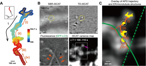 간섭산란 현미경을 이용해 밀리초 시간분해능과 나노미터 공간 정밀도로 규명된 자가포식체의 소포체-미세소관 간 전이 과정.