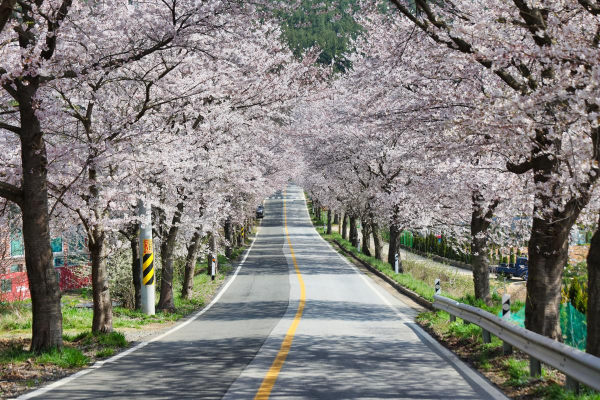 서해랑길 (74코스, 가재산벚꽃길)