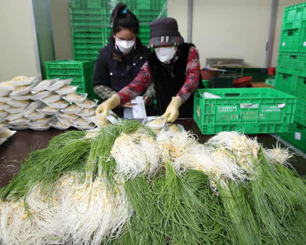 농산물 산지유통센터에서 달래를 선별하는 모습.