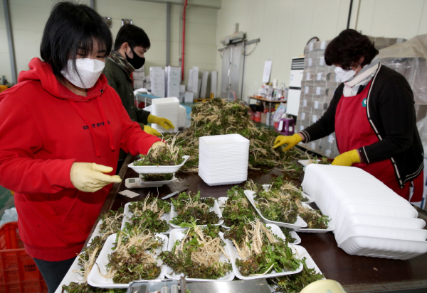 농산물 산지유통센터에서 냉이를 선별하는 모습.