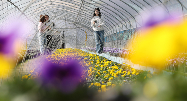 삼괴동 양묘장에서 봄꽃 재배 작업이 진행되고 있는 모습