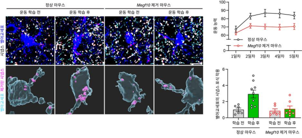 운동 학습 전후의 별아교세포에 의한 시냅스 제거