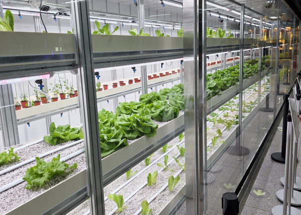 13일, 도시철도 대전역 지하1층에서 스마트팜‘대전팜’을 개장했다.(대전역 지하 1층 대전팜 내부 모습)