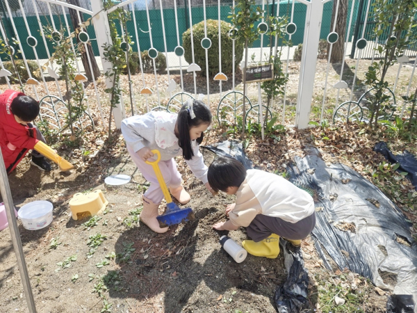 씨감자 심는 어울림유치원 원아들 사진