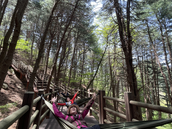 국립김천치유의숲(경북 김천시 증산면) 잣나무숲에서 치유관광을 위해 참여한 고객들이 해먹쉼명상 산림치유 프로그램을 체험하고 있다.