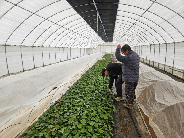 고구마 육묘 관리 현장 모습