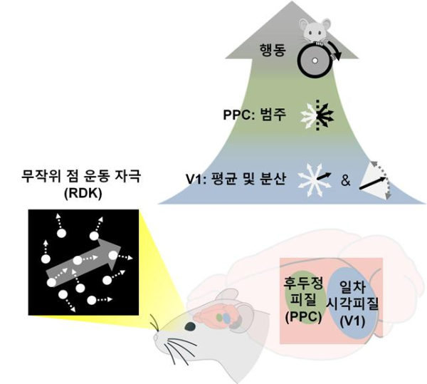 RDK 자극에 대한 시각-두정엽 계층에서의 요약 통계 및 범주 정보처리 개념도